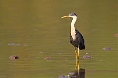 Pied Heron